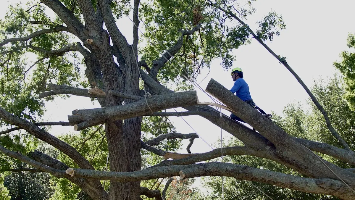 Professional Hazardous Tree Removal performed by certified arborists in Elsa